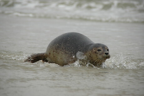 Schiermonnikoog