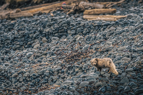 Poolvos op Hornstrandir
