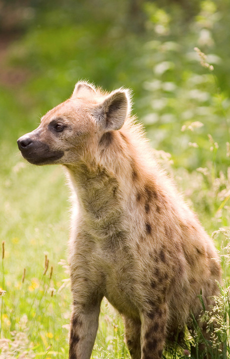 Hyena portret