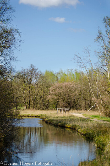 Amsterdamse Bos