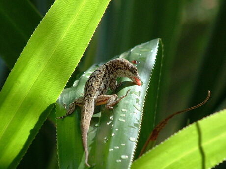 Hagedis Anolis bonairensis