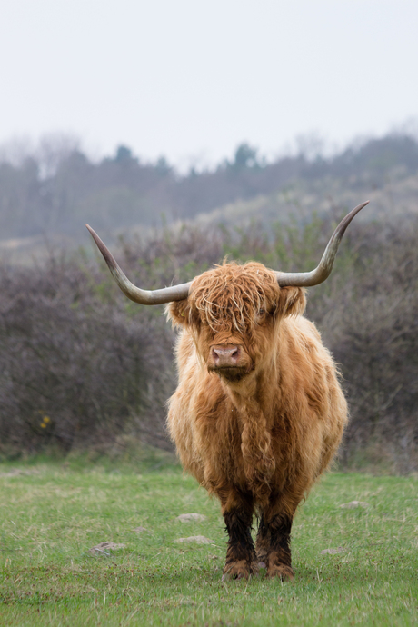 Hairycow