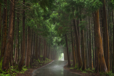 Weg door een bos met Japanse Ceder
