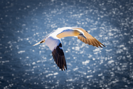 Jan-van-Gent in vlucht (1)