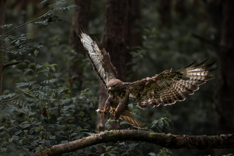 Buizerd