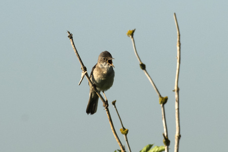 Grasmus