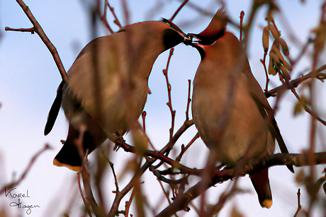 Pechvogels.jpg