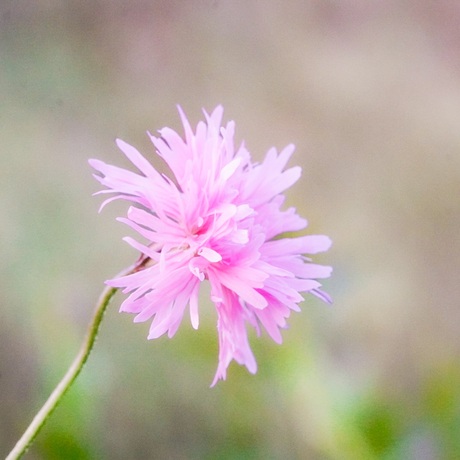 Koekoeksbloem