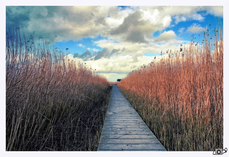 Pad tussen het riet