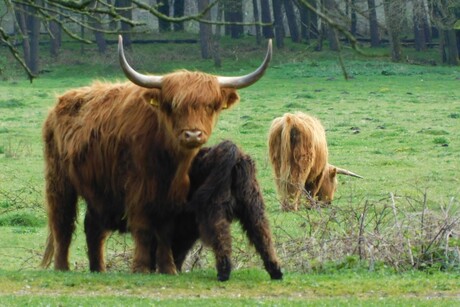 Schotse Hooglanders 