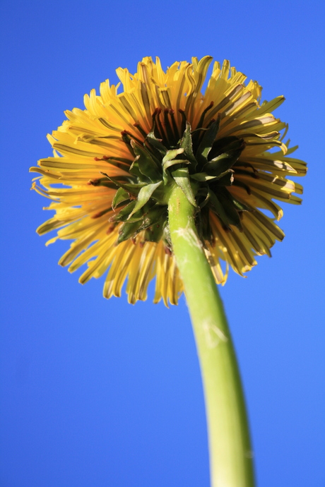 Paardenbloem