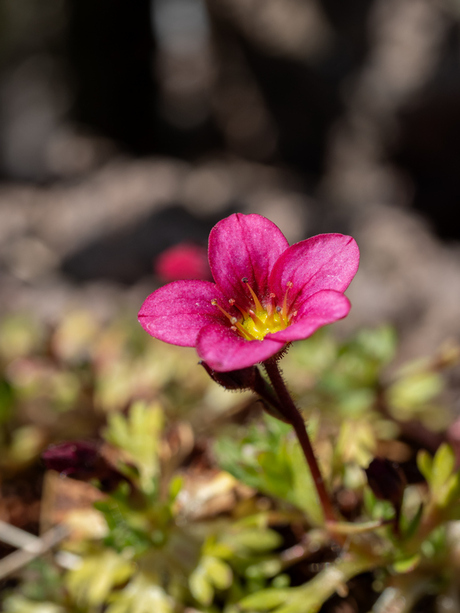 Vetplant