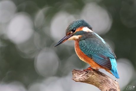 Ijsvogel