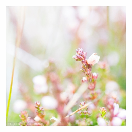 Mini bloemetjes in de herfst