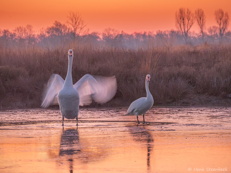 Zwanen ontwaken op het ijs