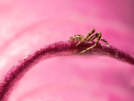 Creepy in pink