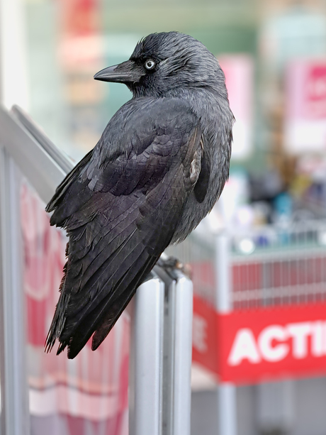 Een vriendelijk kauwtje