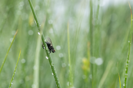 Vlieg in close-up