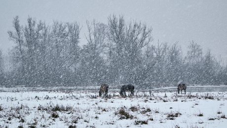 Konikpaarden in de sneeuw