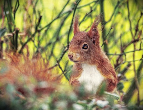 Eekhoorn tussen het groen