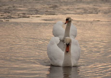 Fris op het water