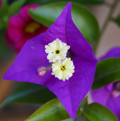 Bougainvillea close up