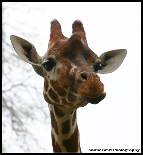 Giraffe