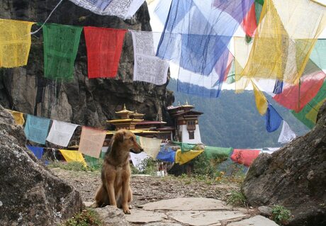 "Tempelwachter" -Bhutan