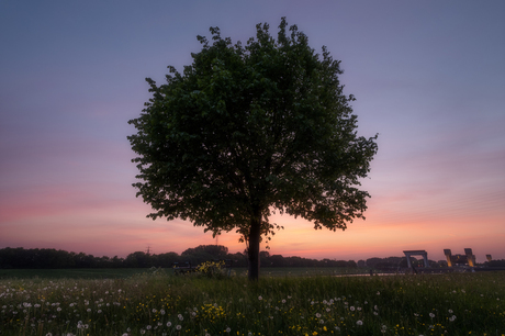 Alleenstaande boom tijdens zonsondergang