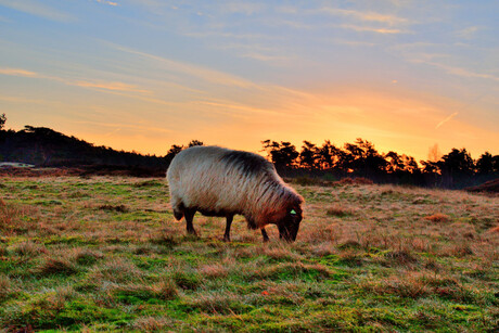 HDR Schaap