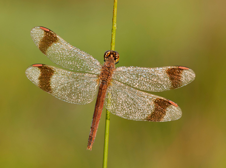 Bandheidelibel