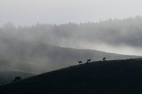 Yellowstone morning Deer