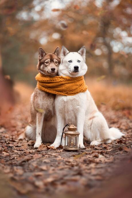 Husky's met lantaarn en sjaal in de herfst