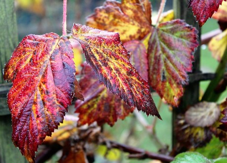 herfst in eigen tuin 1