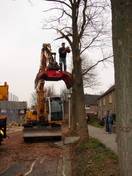 bomenkap Carpstraat Helmond