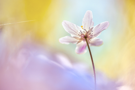 Pretty in pastel