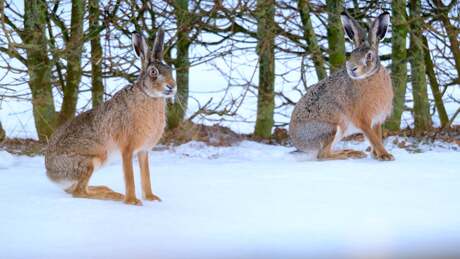 Hazen in de sneeuw