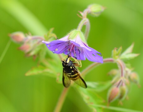 Even de klok luiden.