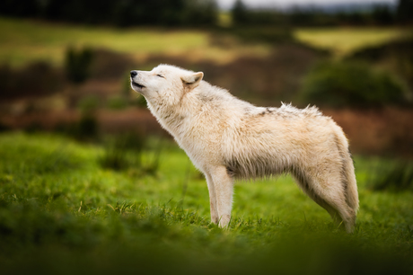 Huilende Nova in Ierland