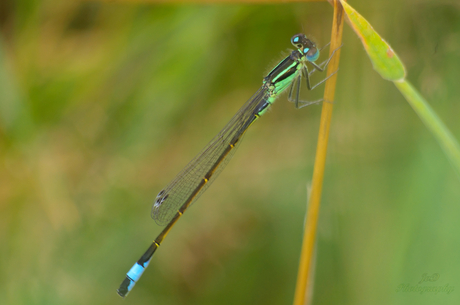 groene waterjuffer