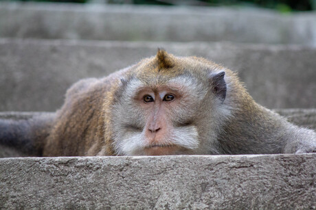 Monkey resting 