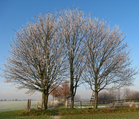 Bomen