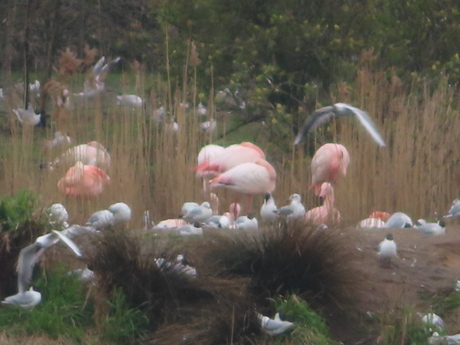 Flamingo's en meeuwen