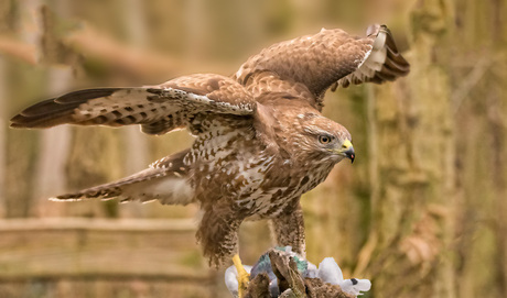 Buizerd