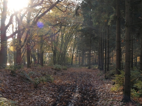 herfst in steenwijk