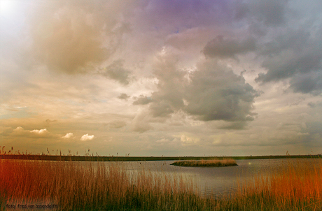 Oostvaardersplassen