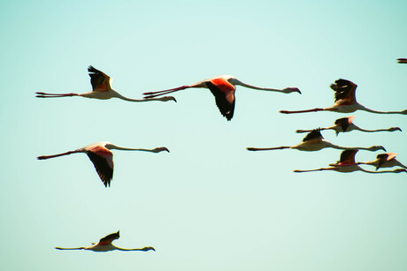 flamencos in de vlucht