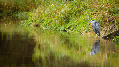 Blauwe reiger langs de waterkant