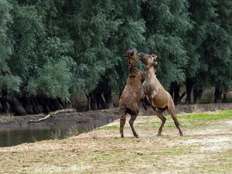 Stoeiende paarden