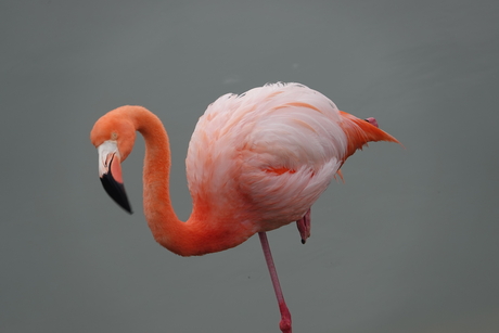 Flamingo op Isabela (Galapagos)